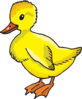 Yellow Duckling Clip Art